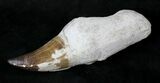 Rooted Mosasaur (Prognathodon) Tooth #19779-2